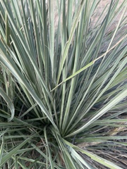 Yucca glauca