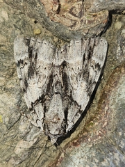 Catocala vidua