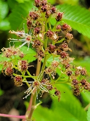 Sorbaria sorbifolia