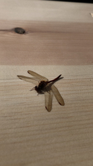 Sympetrum costiferum