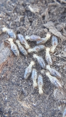 Gnathamitermes