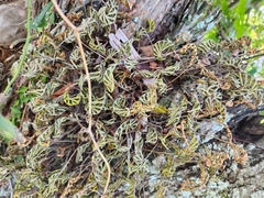 Pleopeltis michauxiana