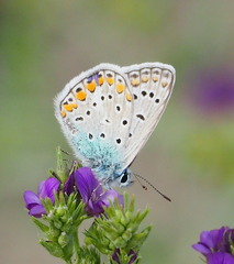 Polyommatus icarus