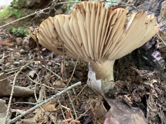 Russula brevipes
