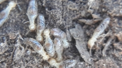 Gnathamitermes