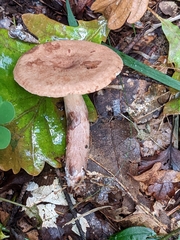 Lactarius quietus