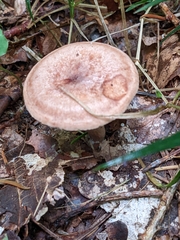 Lactarius quietus
