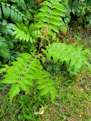 Sorbaria sorbifolia