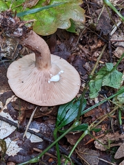 Lactarius quietus