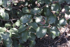 Rhus integrifolia × ovata
