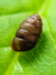 Pupilloidea