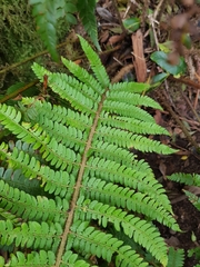 Polystichum setiferum image