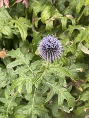 Echinops
