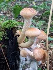 Armillaria mellea