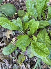 Taraxacum officinale