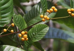 Davilla nitida