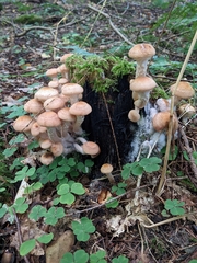 Armillaria mellea