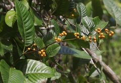 Davilla nitida