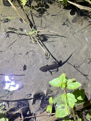 Cynops pyrrhogaster