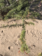 Vachellia vernicosa