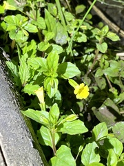 Erythranthe nepalensis