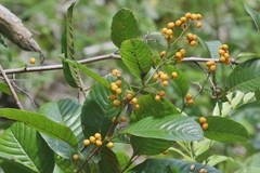 Davilla nitida