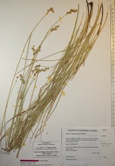 Carex festucacea