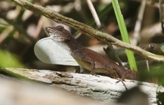 Anolis homolechis