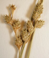 Carex festucacea