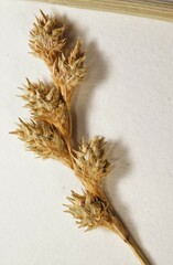 Carex festucacea