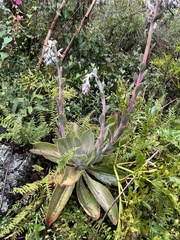 Echeveria