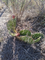Opuntia phaeacantha