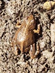 Cacosternum australis