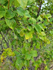 Lonicera tatarica