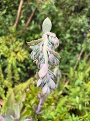 Echeveria