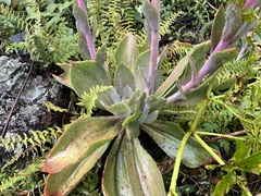 Echeveria