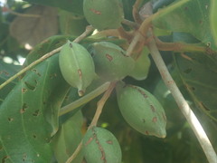 Terminalia