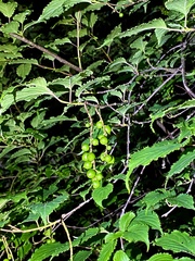 Stachyurus praecox