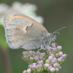 Coenonympha