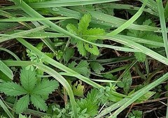 Potentilla reptans