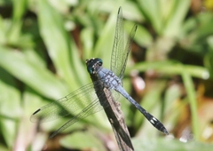Micrathyria aequalis