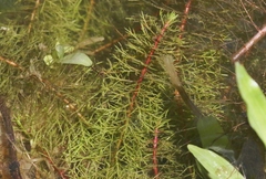 Proserpinaca pectinata