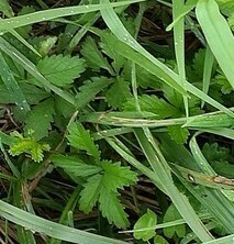 Potentilla reptans