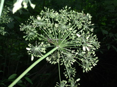 Angelica atropurpurea