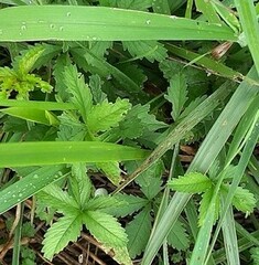 Potentilla reptans