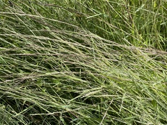 Muhlenbergia schreberi