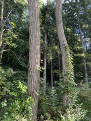 Ulmus thomasii