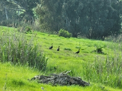 Plectropterus gambensis