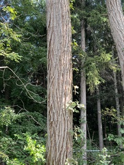 Ulmus thomasii