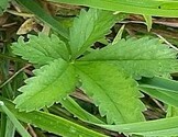 Potentilla reptans